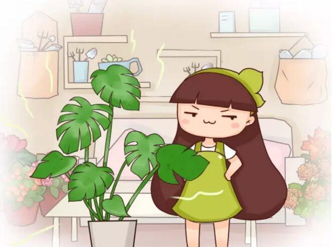 甲醛克星來了！吸收甲醛排行榜
